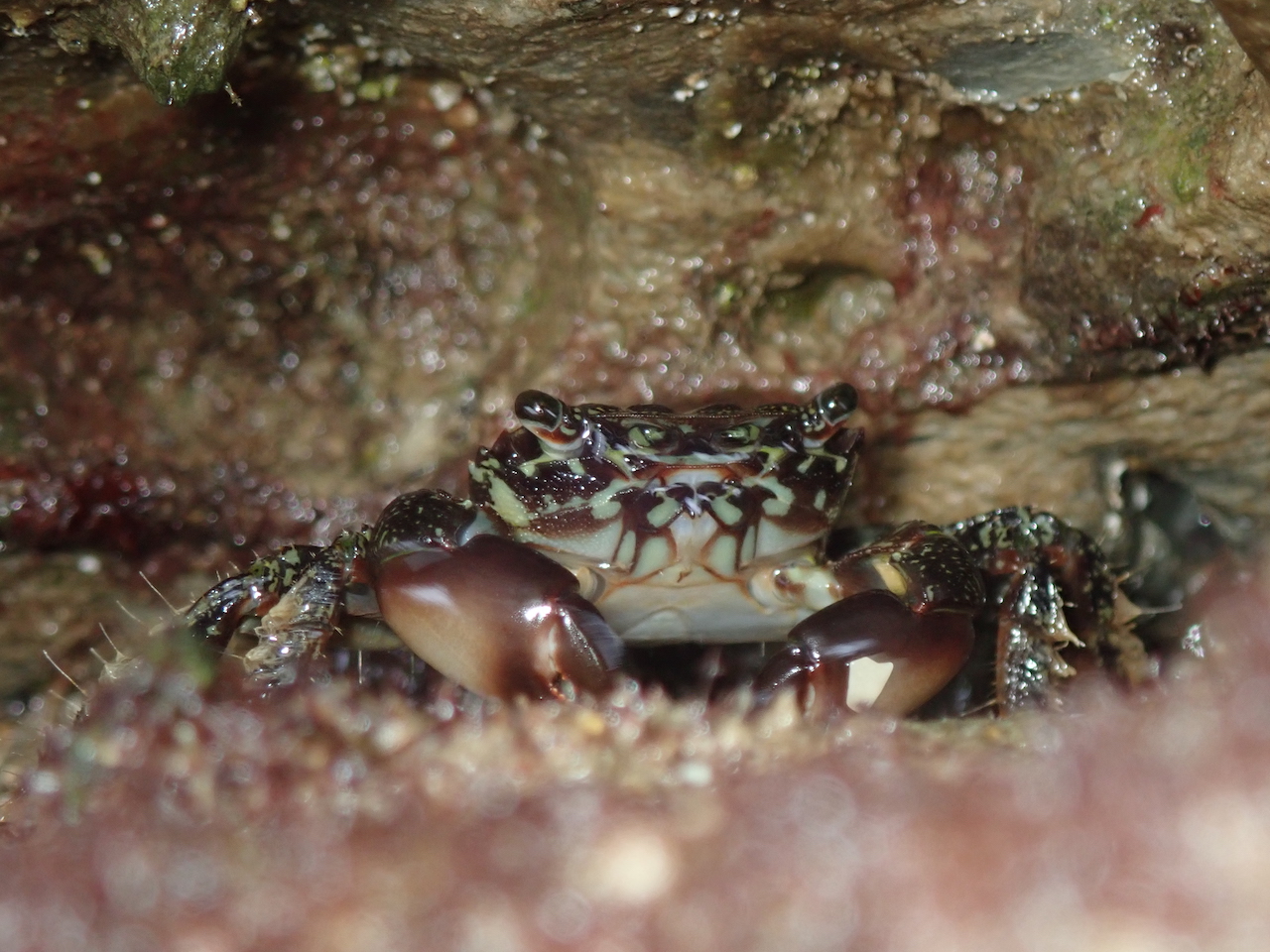 Pachygrapsus marmoratus